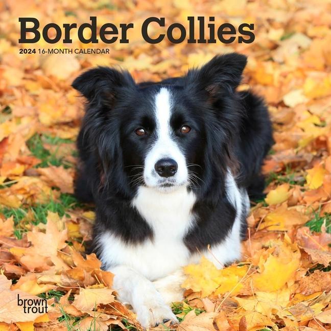 Book Border Collies 2024 Mini 7x7 