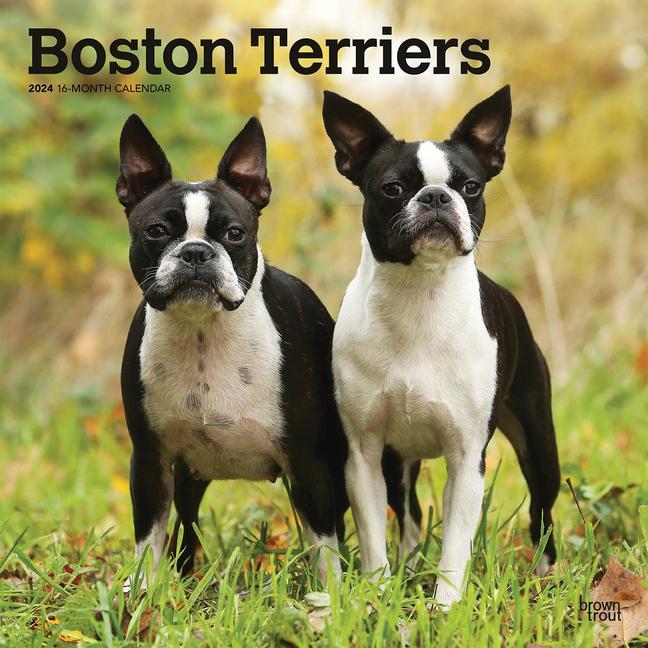 Naptár/Határidőnapló Boston Terriers 2024 Square 