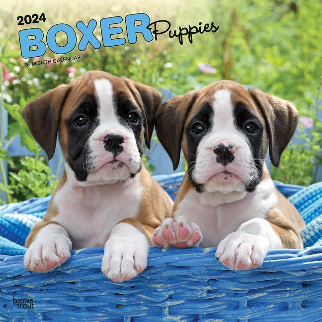 Kalendarz/Pamiętnik Boxer Puppies 2024 Square 