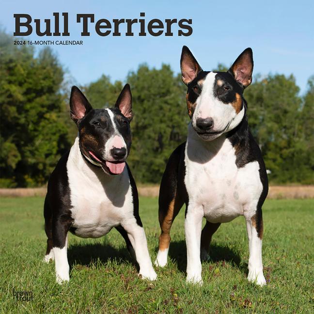 Kalendář/Diář Bull Terriers 2024 Square 