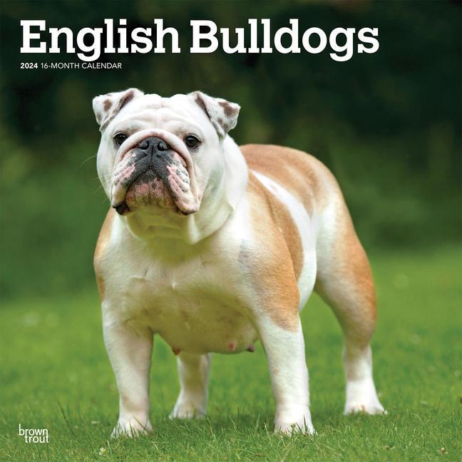 Naptár/Határidőnapló English Bulldogs 2024 Square 