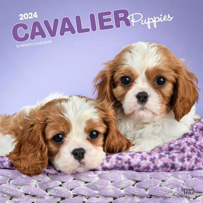 Naptár/Határidőnapló Cavalier King Charles Spaniel Puppies 2024 Square 