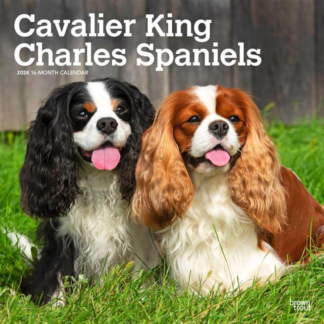 Календар/тефтер Cavalier King Charles Spaniels 2024 Square 