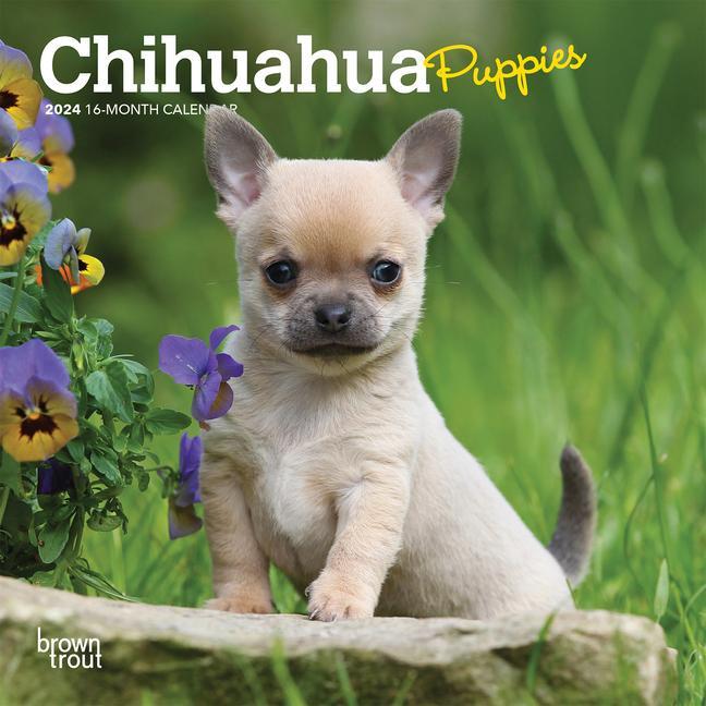 Carte Chihuahua Puppies 2024 Mini 7x7 