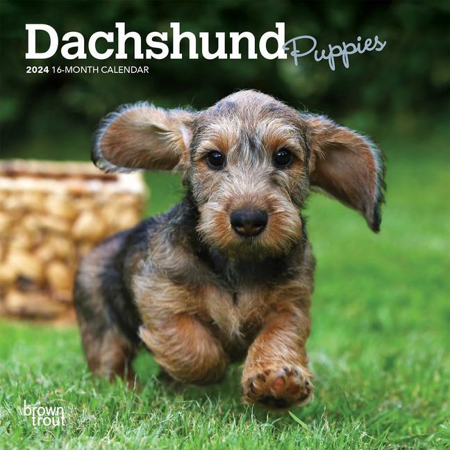 Carte Dachshund Puppies 2024 Mini 7x7 