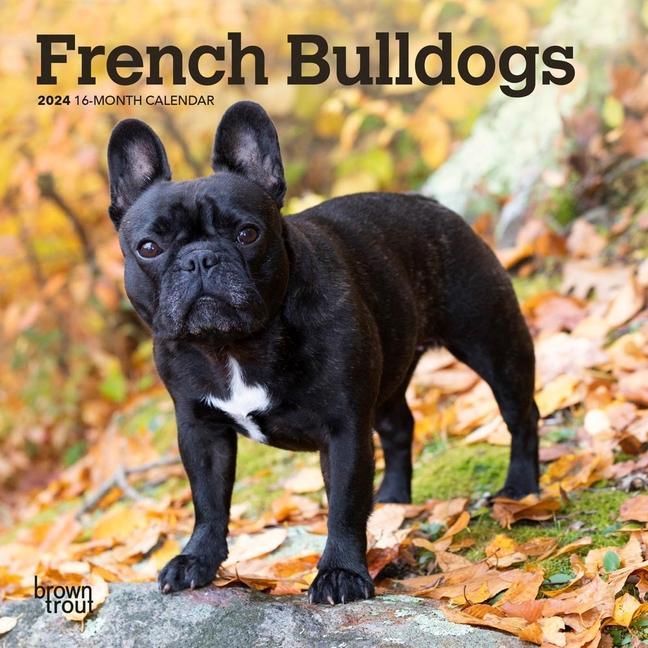 Knjiga French Bulldogs 2024 Mini 7x7 