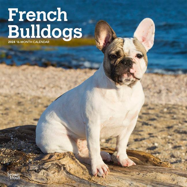 Naptár/Határidőnapló French Bulldogs 2024 Square 