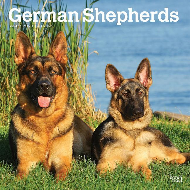 Calendar / Agendă German Shepherds 2024 Square 