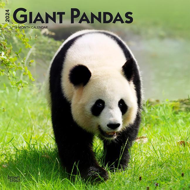 Календар/тефтер Giant Pandas 2024 Square 