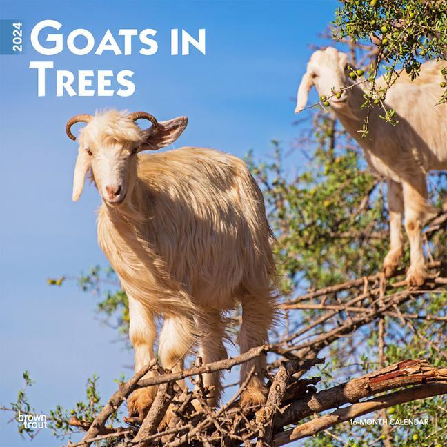 Kalendář/Diář Goats in Trees 2024 Square 