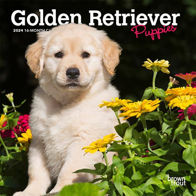Carte Golden Retriever Puppies 2024 Mini 7x7 