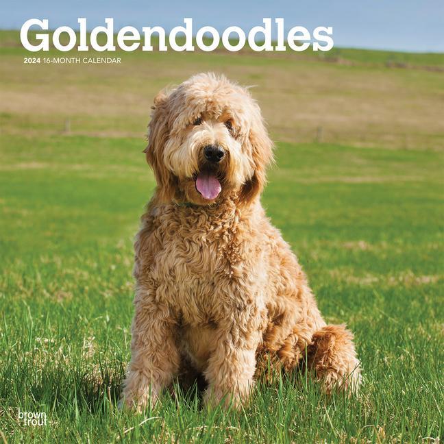 Calendar / Agendă Goldendoodles 2024 Square 