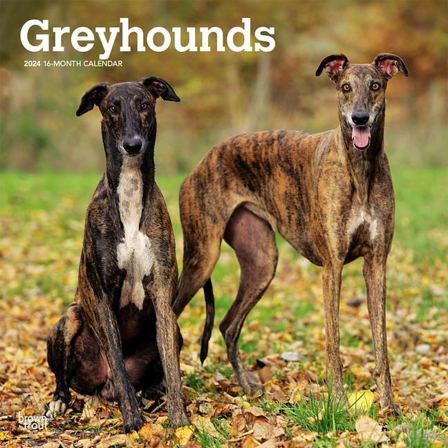 Calendar / Agendă Greyhounds 2024 Square 