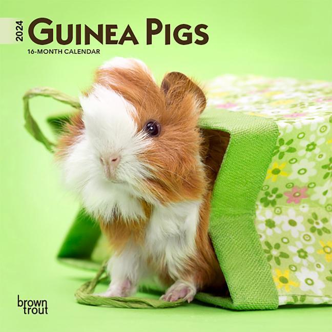 Book Guinea Pigs 2024 Mini 7x7 