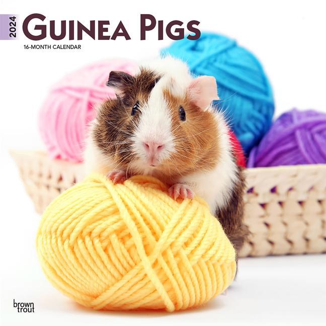 Calendar / Agendă Guinea Pigs 2024 Square 