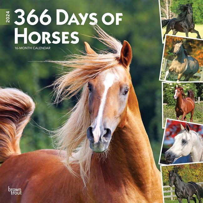Kalendár/Diár Horses, 365 Days Of, 2024 Square 