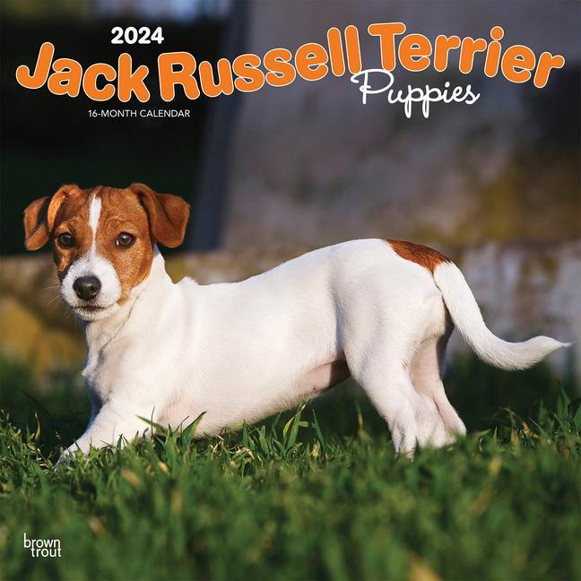 Calendar/Diary Jack Russell Terrier Puppies 2024 Square 