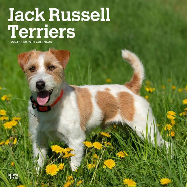 Naptár/Határidőnapló Jack Russell Terriers 2024 Square 