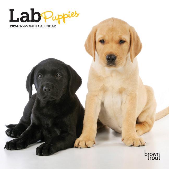 Kniha Lab Puppies 2024 Mini 7x7 