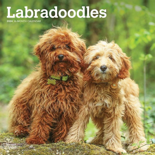 Kalendář/Diář Labradoodles 2024 Square 