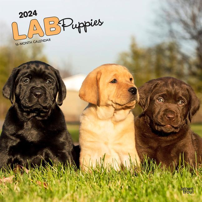 Календар/тефтер Labrador Retriever Puppies 2024 Square 