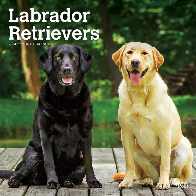 Kalendár/Diár Labrador Retrievers 2024 Square 