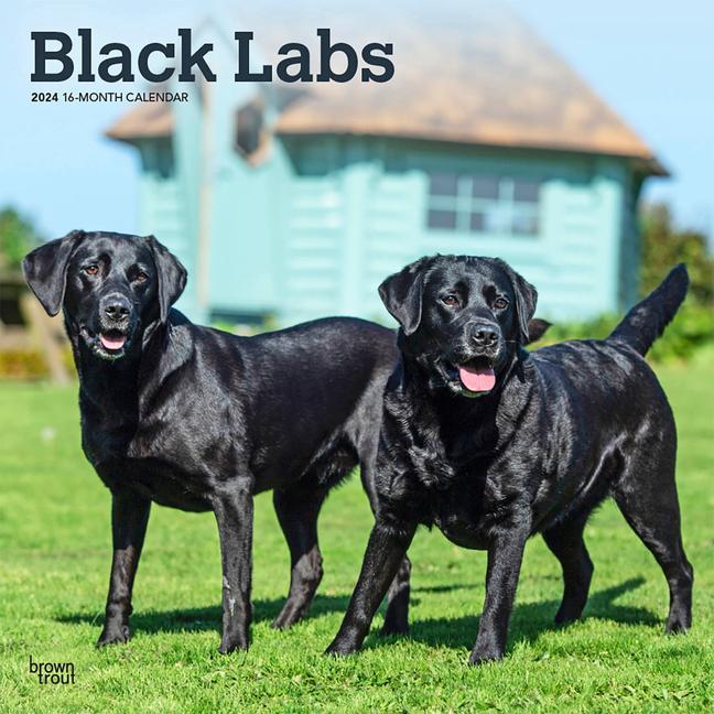 Naptár/Határidőnapló Labrador Retrievers, Black 2024 Square 