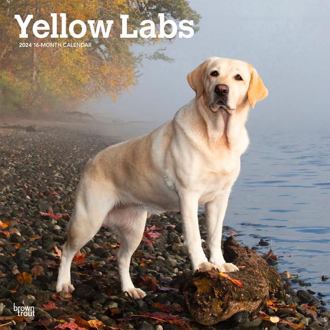 Naptár/Határidőnapló Labrador Retrievers, Yellow 2024 Square 