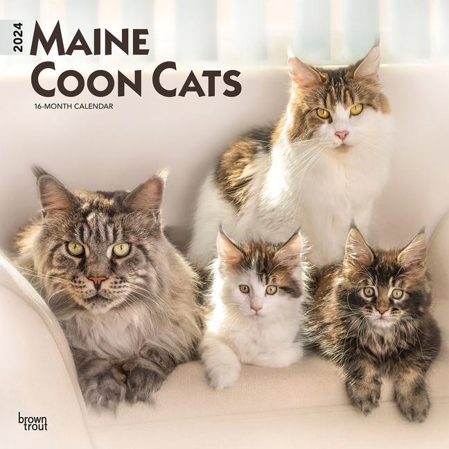Calendar / Agendă Maine Coon Cats 2024 Square 