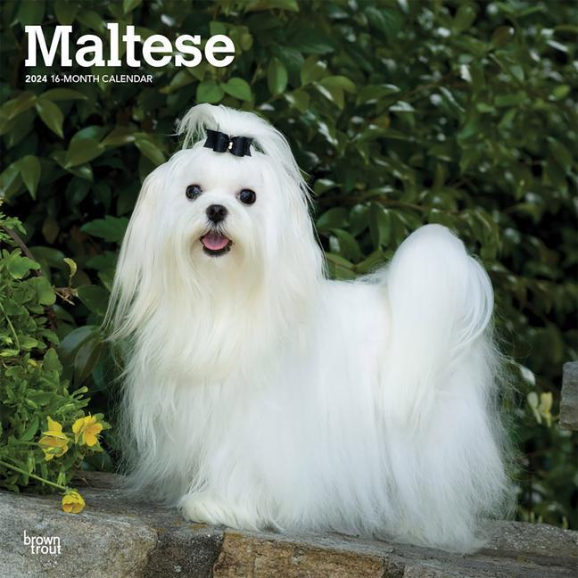 Calendar/Diary Maltese 2024 Square 