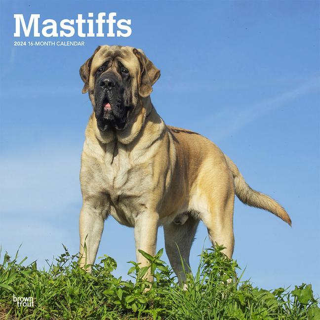 Calendar/Diary Mastiffs 2024 Square 