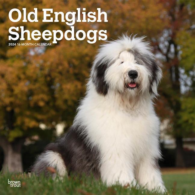 Calendar / Agendă Old English Sheepdogs 2024 Square 