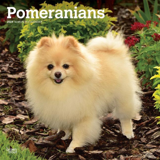 Calendar / Agendă Pomeranians 2024 Square 