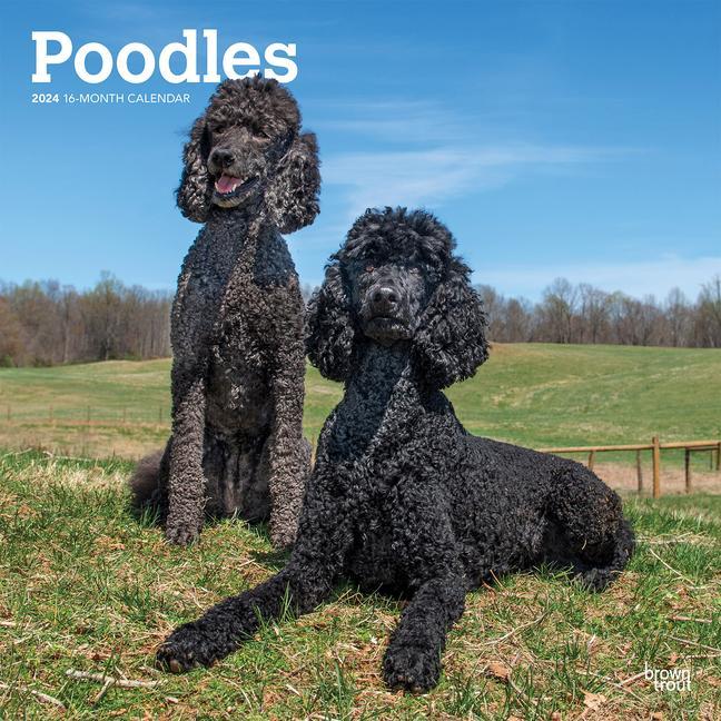 Kalendár/Diár Poodles 2024 Square 