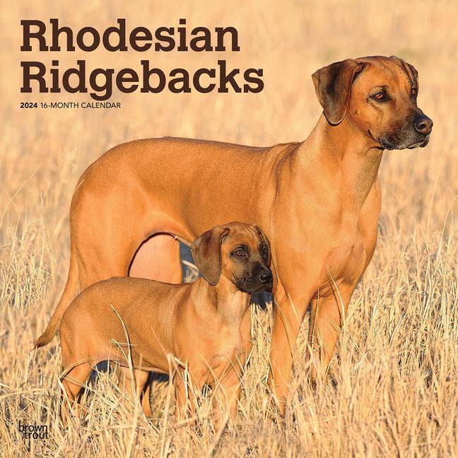 Kalendář/Diář Rhodesian Ridgebacks 2024 Square 
