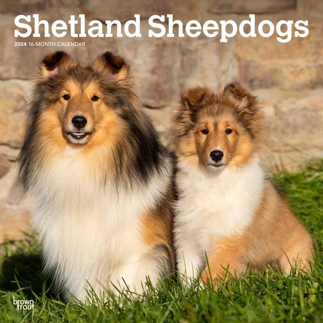 Kalendář/Diář Shetland Sheepdogs 2024 Square 