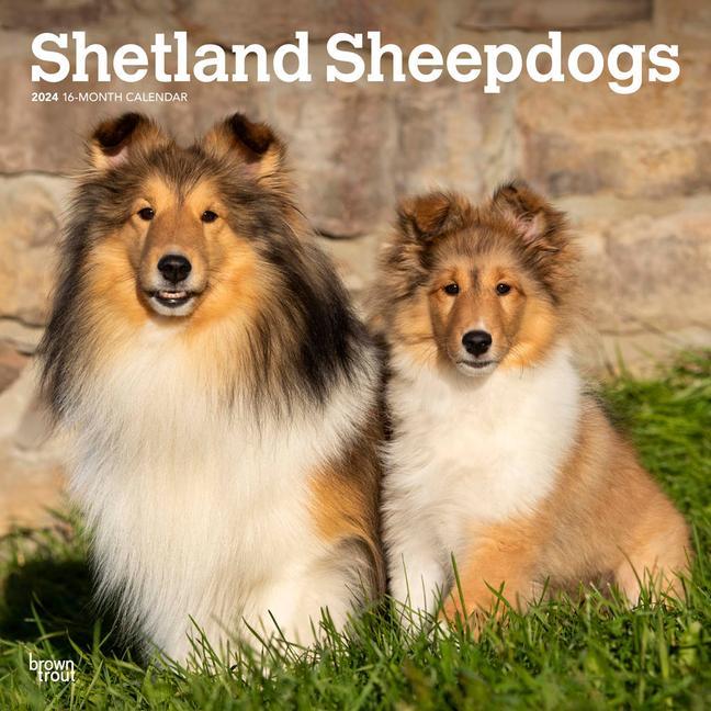 Calendar/Diary Shetland Sheepdogs 2024 Square 