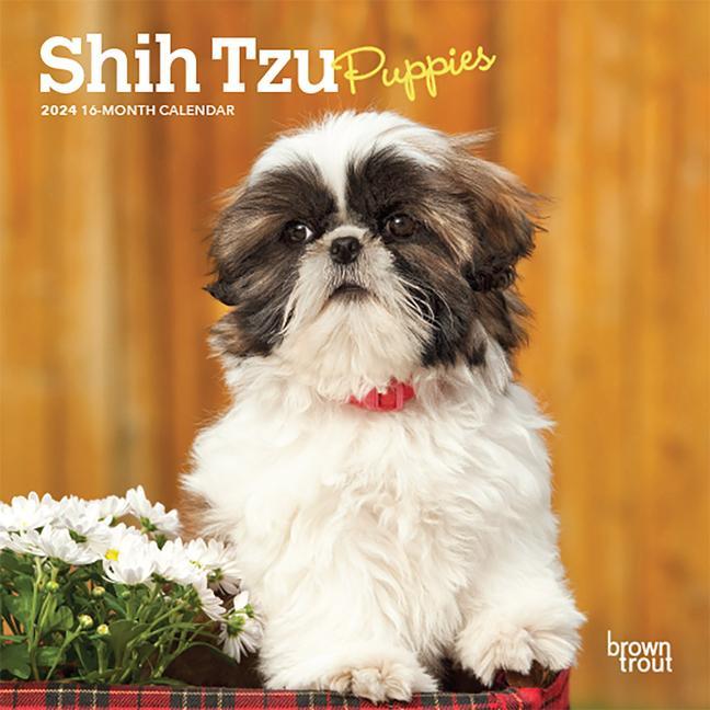 Книга Shih Tzu Puppies 2024 Mini 7x7 
