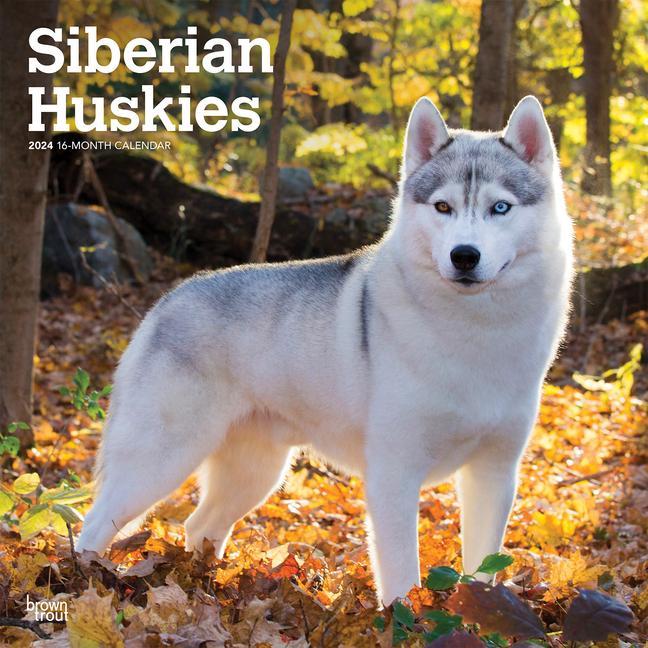 Calendar / Agendă Siberian Huskies 2024 Square 