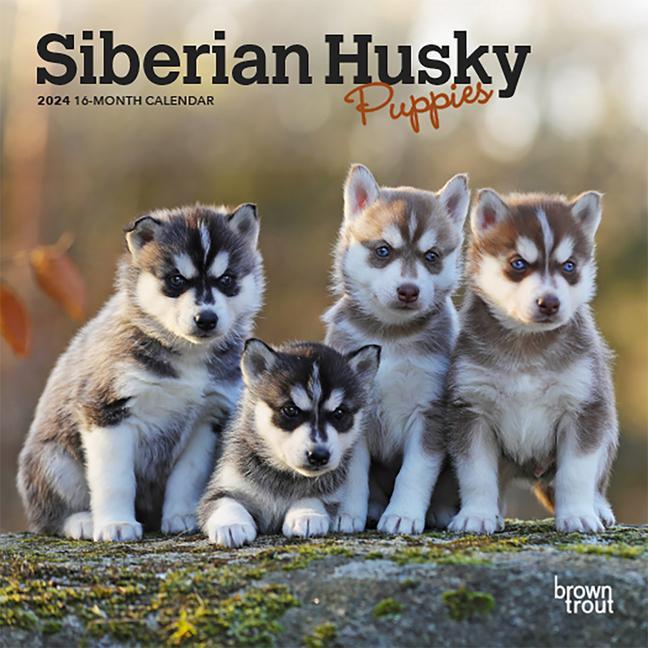 Carte Siberian Husky Puppies 2024 Mini 7x7 