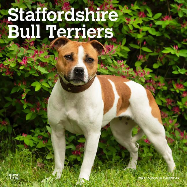 Kalendář/Diář Staffordshire Bull Terriers 2024 Square 