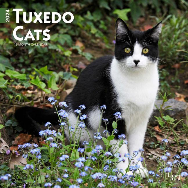 Naptár/Határidőnapló Tuxedo Cats 2024 Square 