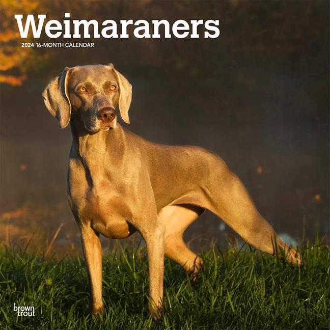 Calendrier/agenda Weimaraners 2024 Square 