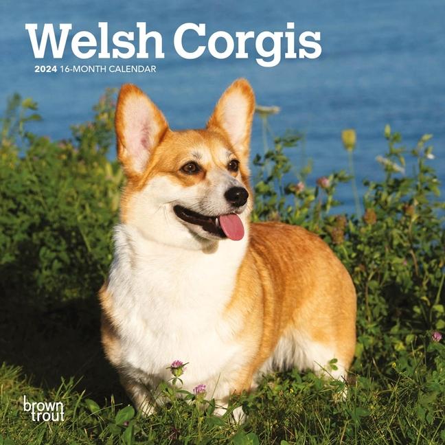 Книга Welsh Corgis 2024 Mini 7x7 