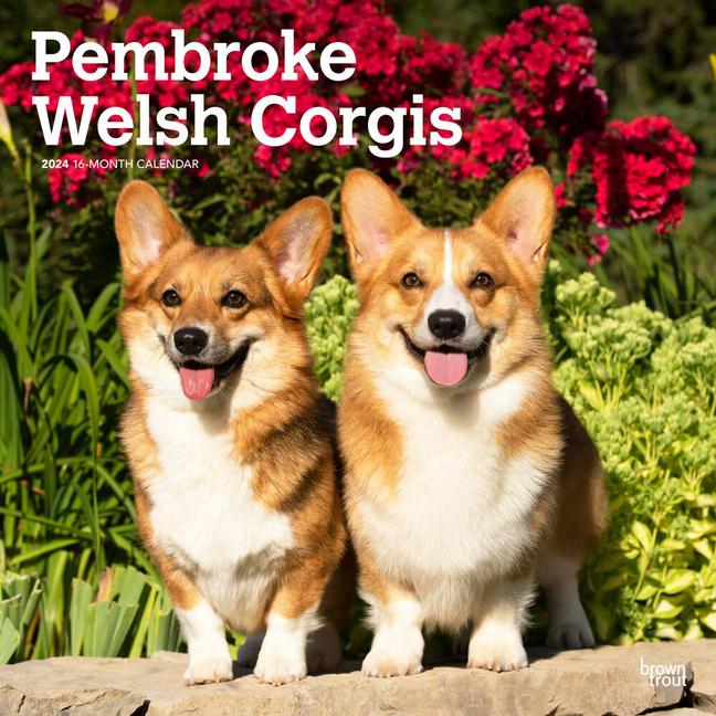 Calendar/Diary Welsh Corgis, Pembroke 2024 Square 