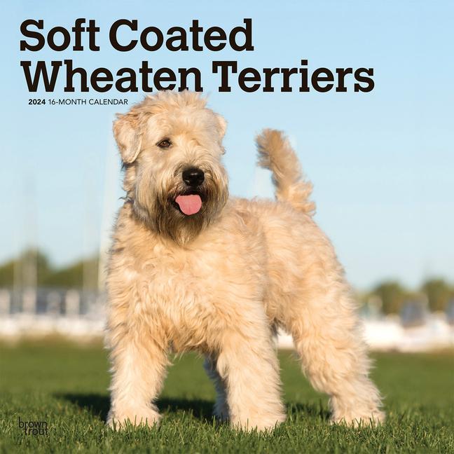 Calendar / Agendă Wheaten Terriers, Soft Coated 2024 Square 