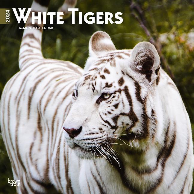 Kalendár/Diár White Tigers 2024 Square 