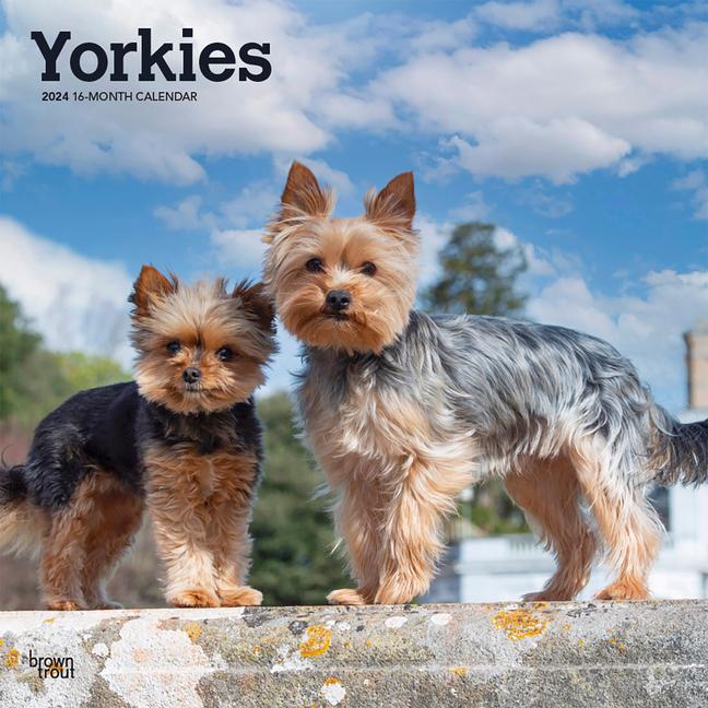 Kalendář/Diář Yorkshire Terriers 2024 Square 