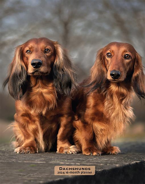 Kalendář/Diář Dachshunds 2024 Engagement 