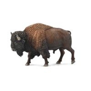 Book American Bison 